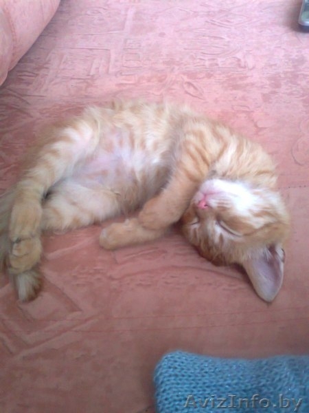 отдам рыжего котёнка в хорошие руки - Изображение #3, Объявление #851835