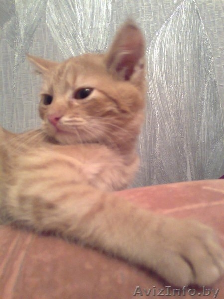отдам рыжего котёнка в хорошие руки - Изображение #1, Объявление #851835