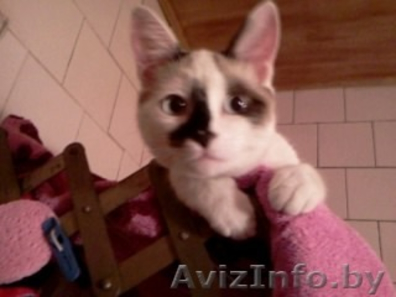 отдам 10мес. кошечку с прививками! - Изображение #2, Объявление #925307