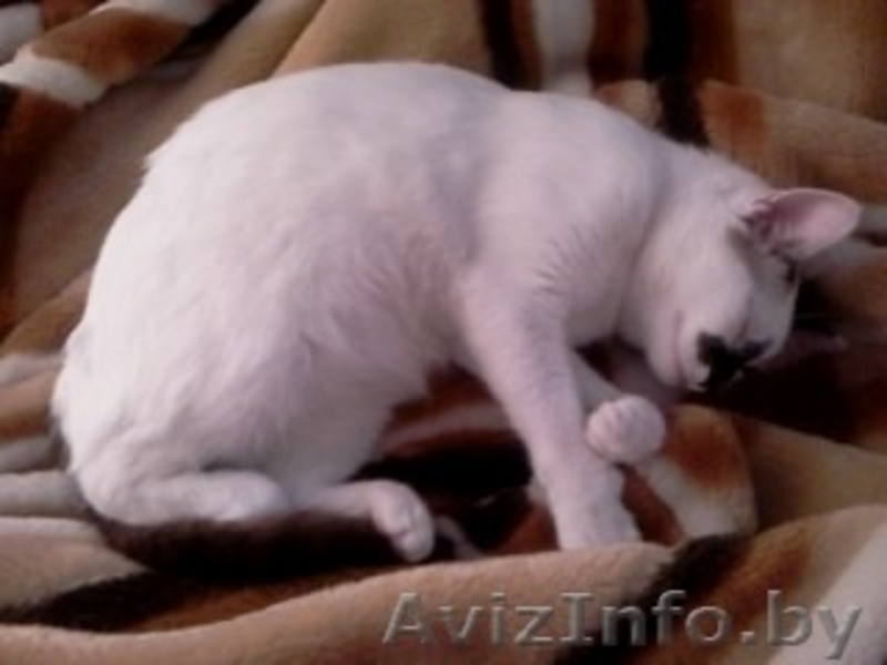 отдам 10мес. кошечку с прививками! - Изображение #1, Объявление #925307