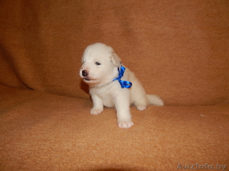 Щеночки Самоеда  - Изображение #3, Объявление #1038387