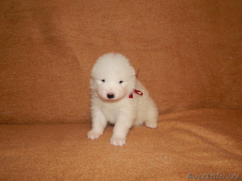 Щеночки Самоеда  - Изображение #1, Объявление #1038387