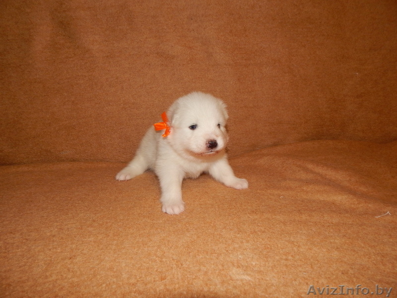 Щеночки Самоеда  - Изображение #2, Объявление #1038387