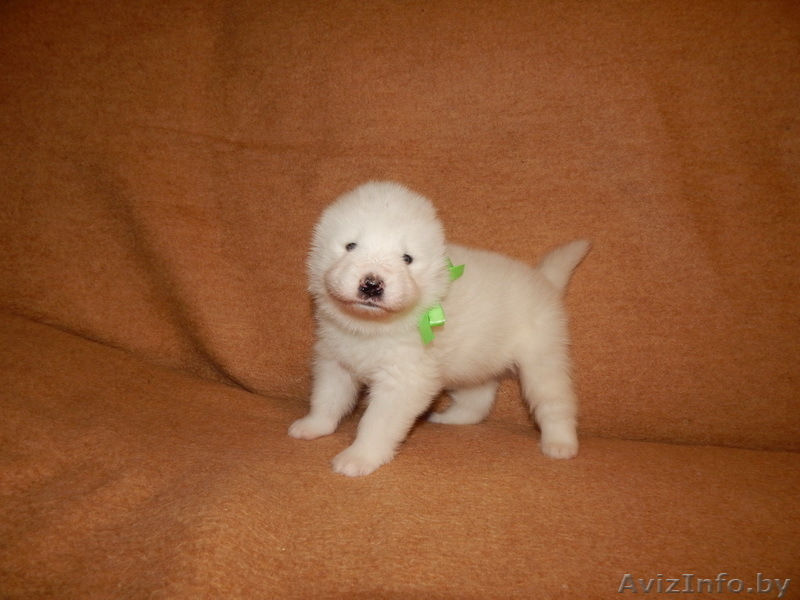 Замечательные детки Самоеда  - Изображение #3, Объявление #1038388