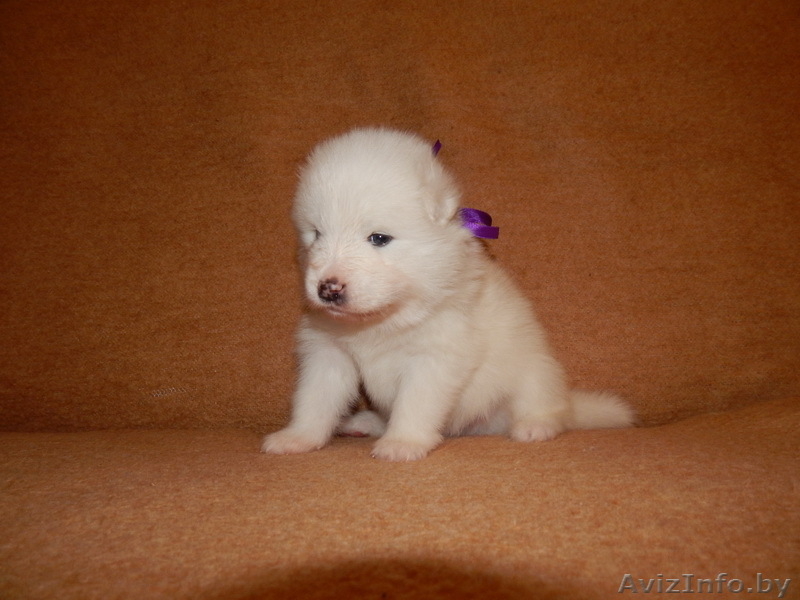 Замечательные детки Самоеда  - Изображение #2, Объявление #1038388