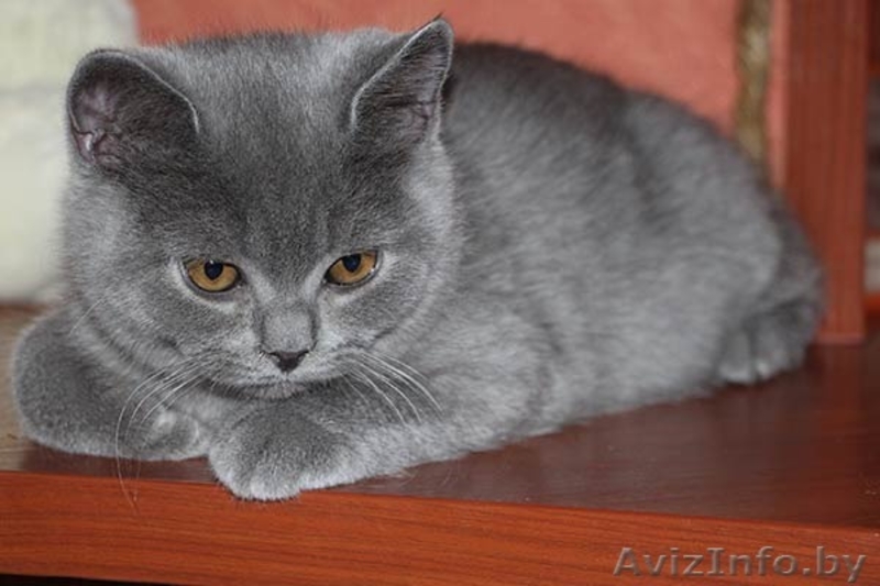 Британские плюшевые котята (мальчики) - Изображение #2, Объявление #1097913