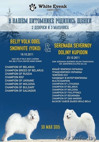 Щенки самоеда от пары МультиЧемпионов  - Изображение #1, Объявление #1273666