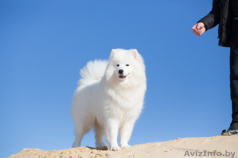 Щенки самоеда от пары МультиЧемпионов  - Изображение #3, Объявление #1273666