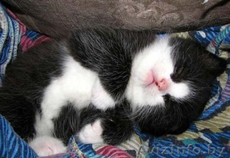 ***Котята ищут своих хозяев*** - Изображение #1, Объявление #1300141