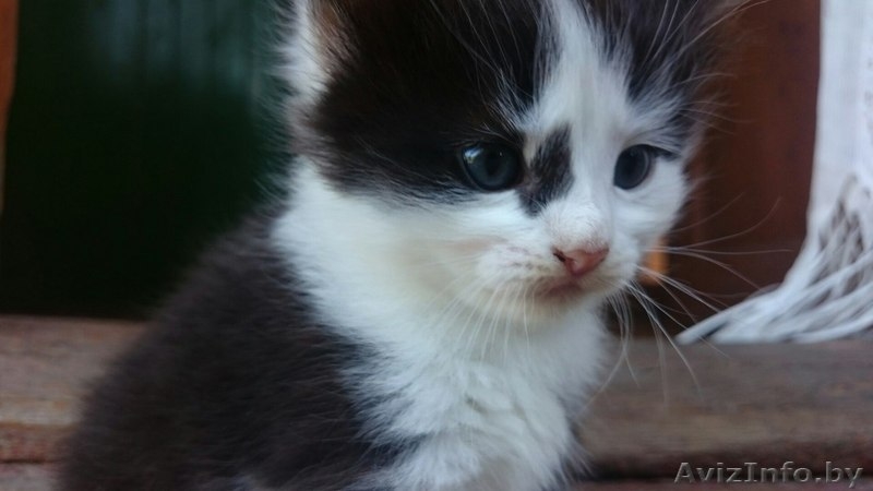 ***Котёнок ищет новых хозяев*** - Изображение #1, Объявление #1303292