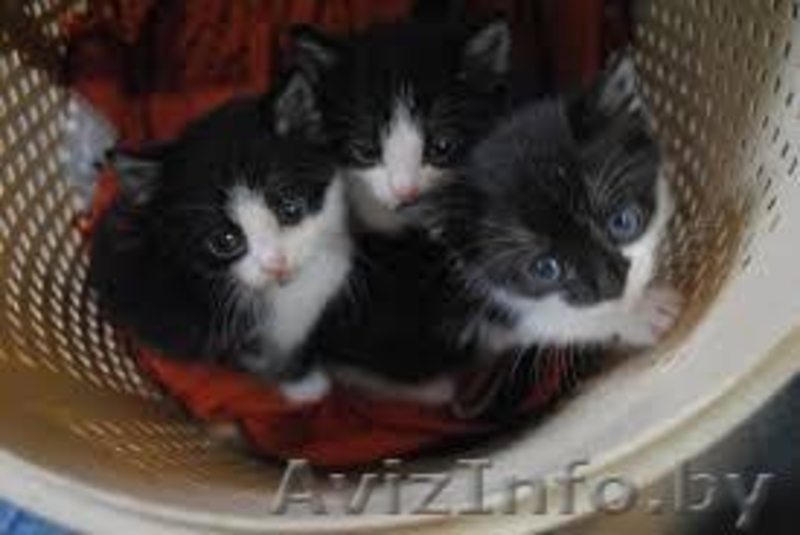 ***Котята ищут своих хозяев*** - Изображение #2, Объявление #1300141
