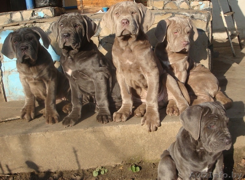 мастино наполетано - Изображение #4, Объявление #1346619