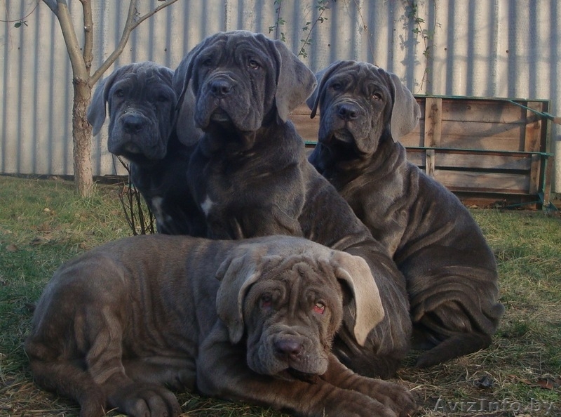 мастино наполетано - Изображение #5, Объявление #1346619