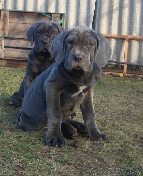 мастино наполетано - Изображение #2, Объявление #1346619