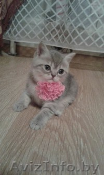 Продаю шотландский плюшевых котят - Изображение #2, Объявление #1344789
