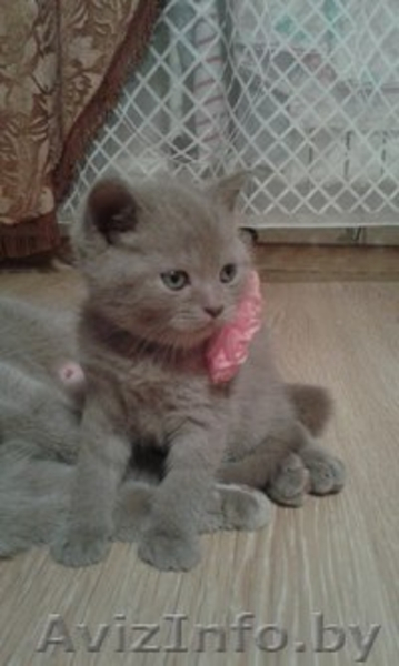 Продаю шотландский плюшевых котят - Изображение #1, Объявление #1344789