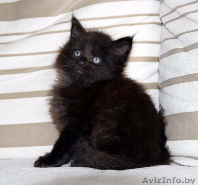 Котята породы Мейн кун. - Изображение #3, Объявление #1452551