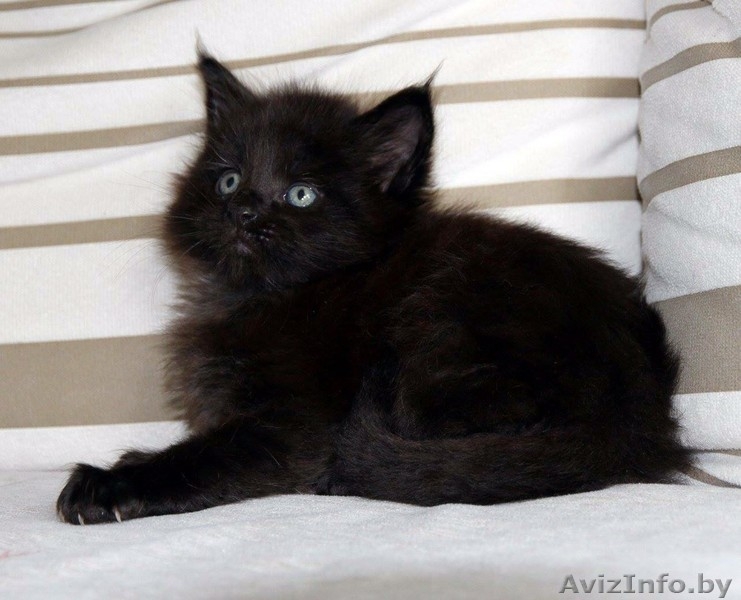 Котята породы Мейн кун. - Изображение #4, Объявление #1452551