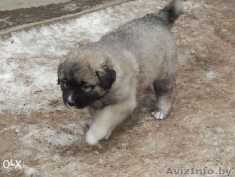 Продаю щенков кавказской овчарки - Изображение #4, Объявление #1484248