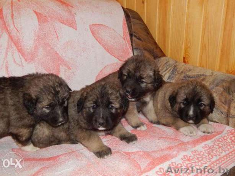 Продаю щенков кавказской овчарки - Изображение #5, Объявление #1484248