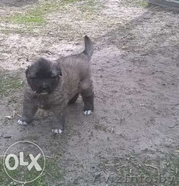 Продаю щенков кавказской овчарки - Изображение #6, Объявление #1484248