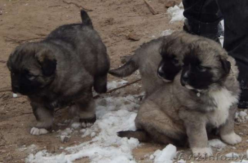 Продаю щенков кавказской овчарки - Изображение #7, Объявление #1484248