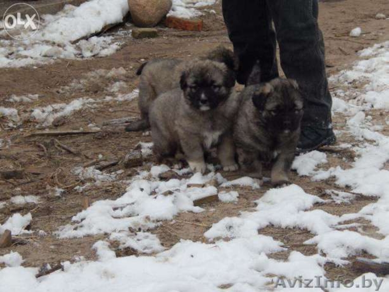 Продаю щенков кавказской овчарки - Изображение #8, Объявление #1484248