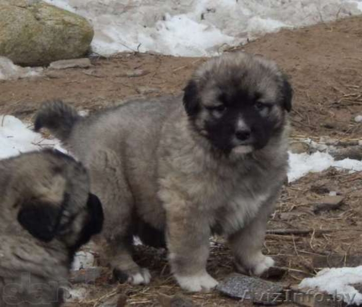 Продаю щенков кавказской овчарки - Изображение #3, Объявление #1484248