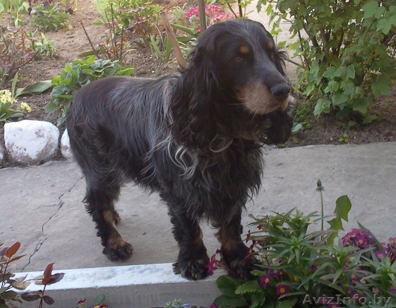 Утеряна собака породы спаниель! - Изображение #2, Объявление #1509632