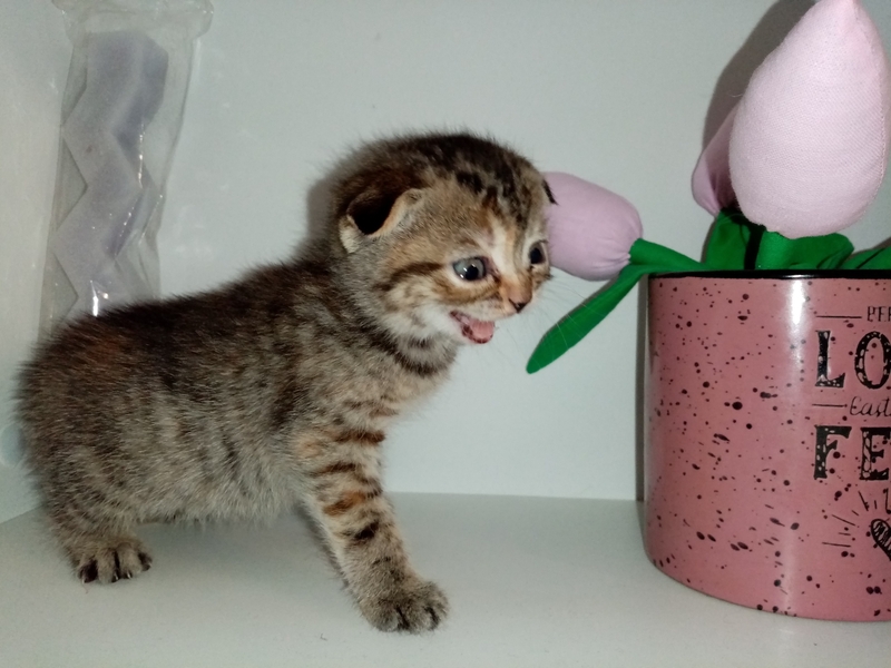 Шотландские коты - Изображение #1, Объявление #1747339