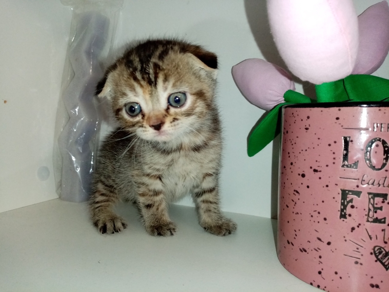 Шотландские коты - Изображение #2, Объявление #1747339