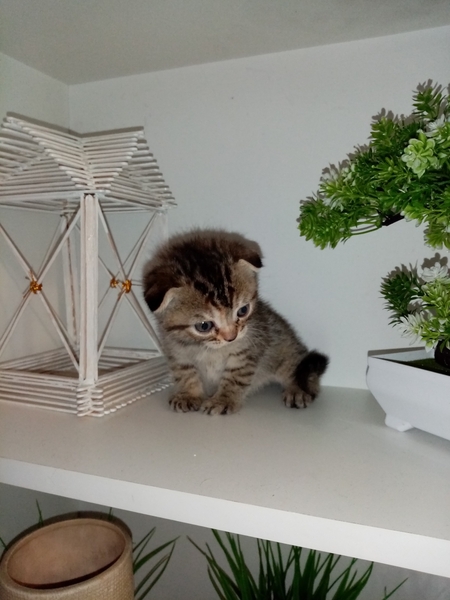 Шотландские коты - Изображение #3, Объявление #1747339