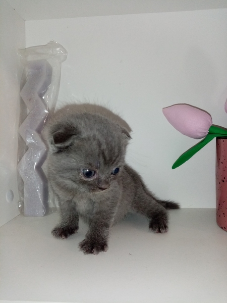 Шотландские коты - Изображение #4, Объявление #1747339