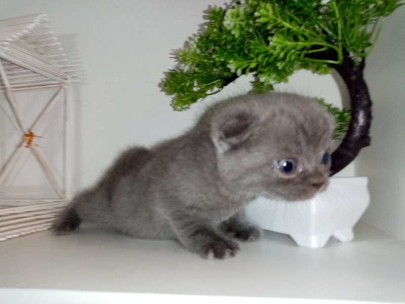 Шотландские коты - Изображение #5, Объявление #1747339