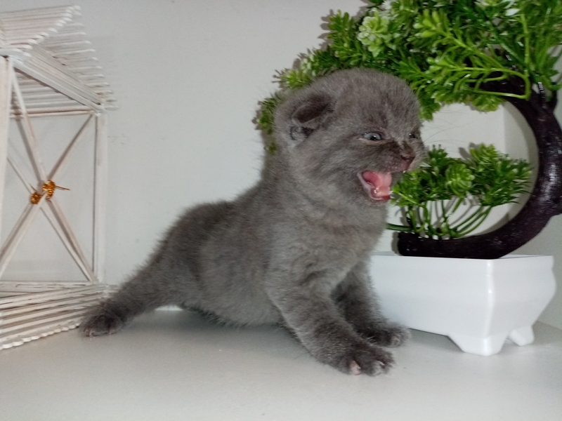 Шотландские коты - Изображение #6, Объявление #1747339