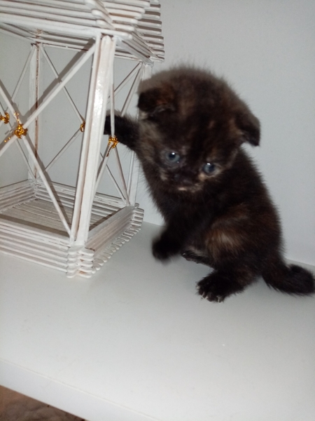 Шотландские коты - Изображение #10, Объявление #1747339