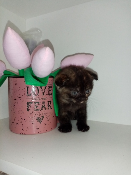 Шотландские коты - Изображение #9, Объявление #1747339